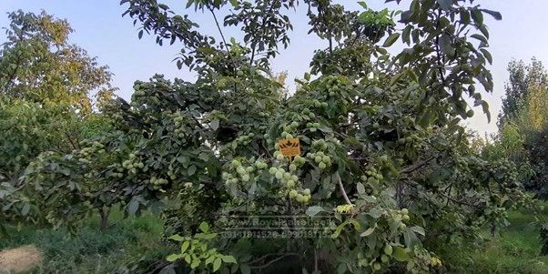 با کاشت نهال گردو ژنوتیپ رویال،نگران کم باری و سرمازدگی درختان خود نباشید