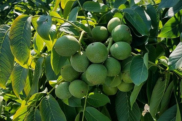 تولید یک میلیون اصله نهال گردو و بادام لیبل دار در میاندوآب