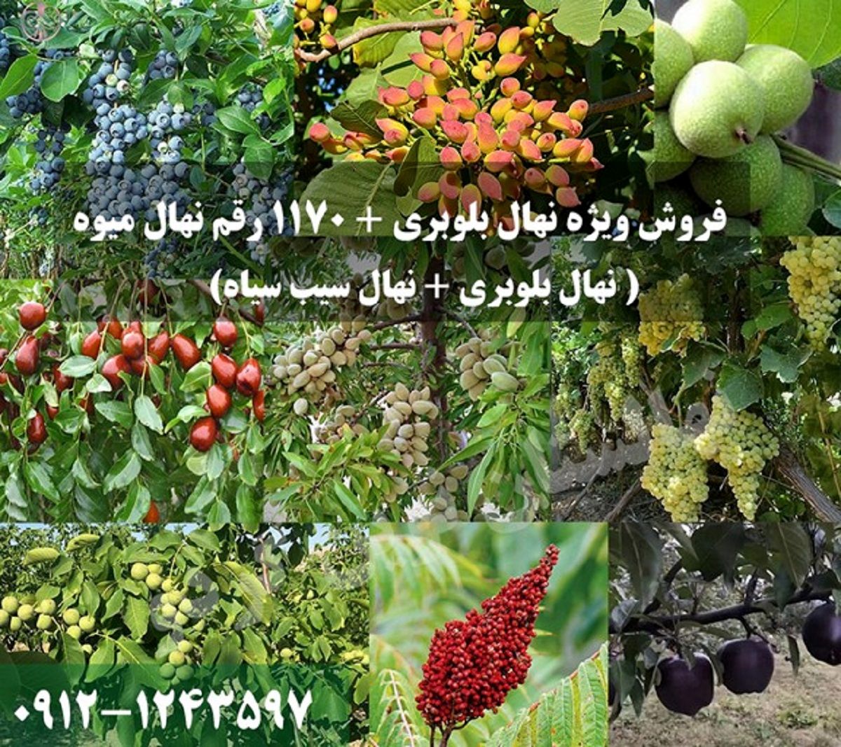 ایران نهال فروش ویژه نهال بلوبری + ۱۱۷۰ رقم نهال میوه را آغاز کرد!