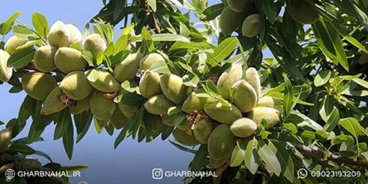 خرید نهال از نهالستان معتبر غرب نهال: راهنمایی برای انتخاب بهترین نهال