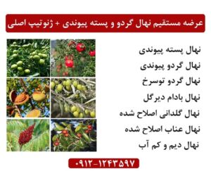 عرضه مستقیم انواع نهال گردو و پسته پیوندی و ژنوتیپ اصلی با ارسال یکروزه با تضمین کیفیت