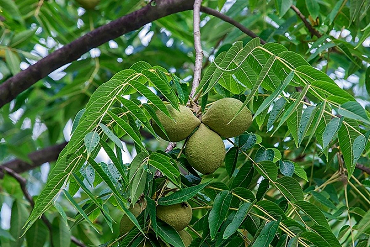 با خرید ارقام خارجی گردو به ثروت باورنکردنی برسید!