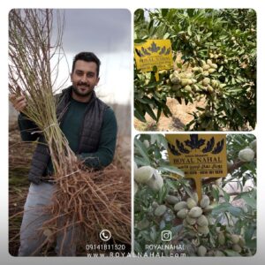 بادام، پیشنهادی جذاب برای میلیاردر شدن همه باغداران مناطق کم آب