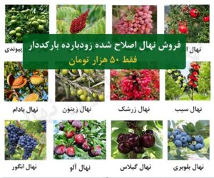 لیست ارقام نهال میوه با تخفیف استثنایی  + تضمین ۱۰۰ در صد باردهی بارکددار با ارسال یکروزه