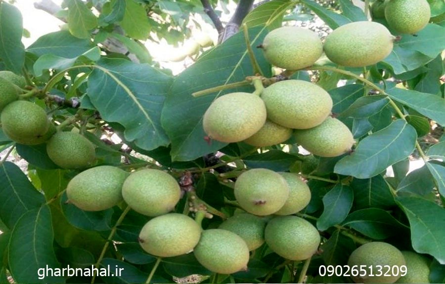 معرفی و خرید نهال گردو چندلر و فرنور مجوزدار