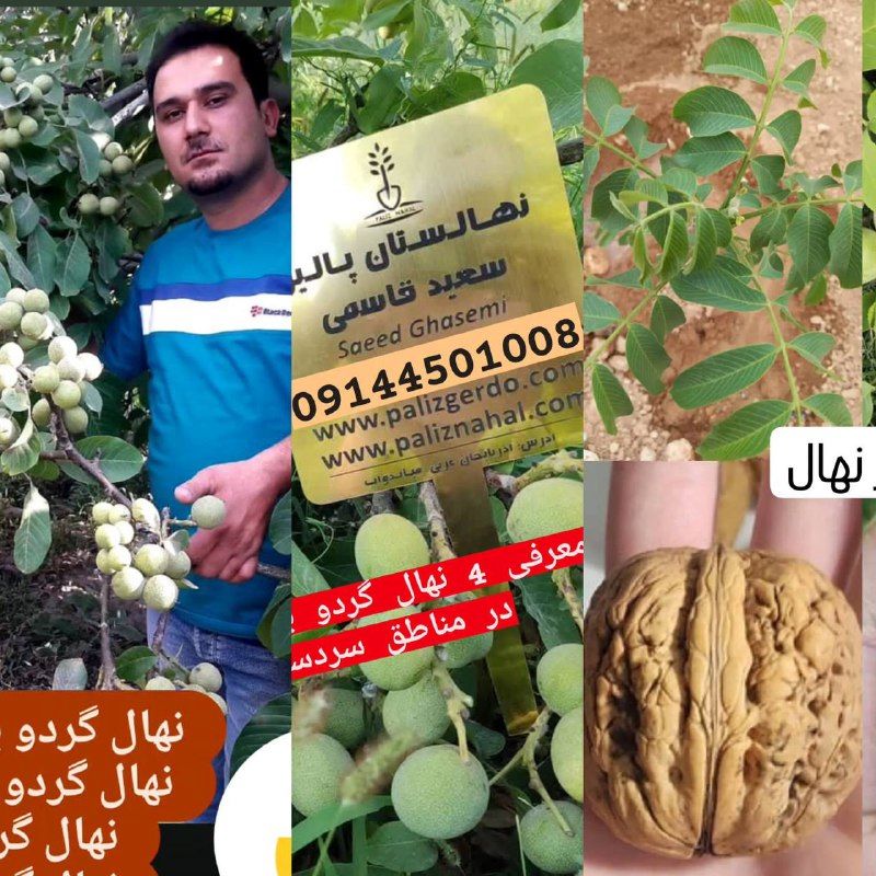 بهترین ارقام نهال گردو مقاوم به خشکی و سرما ۰۹۱۴۴۵۰۱۰۰۸