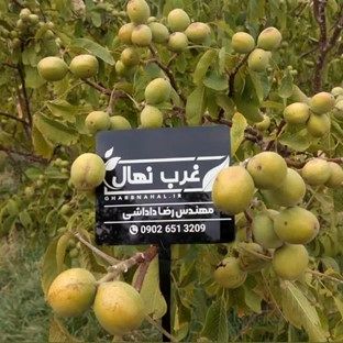 درآمد ۸ میلیاردی با کاشت نهال گردو دیرگل در ۱ هکتار