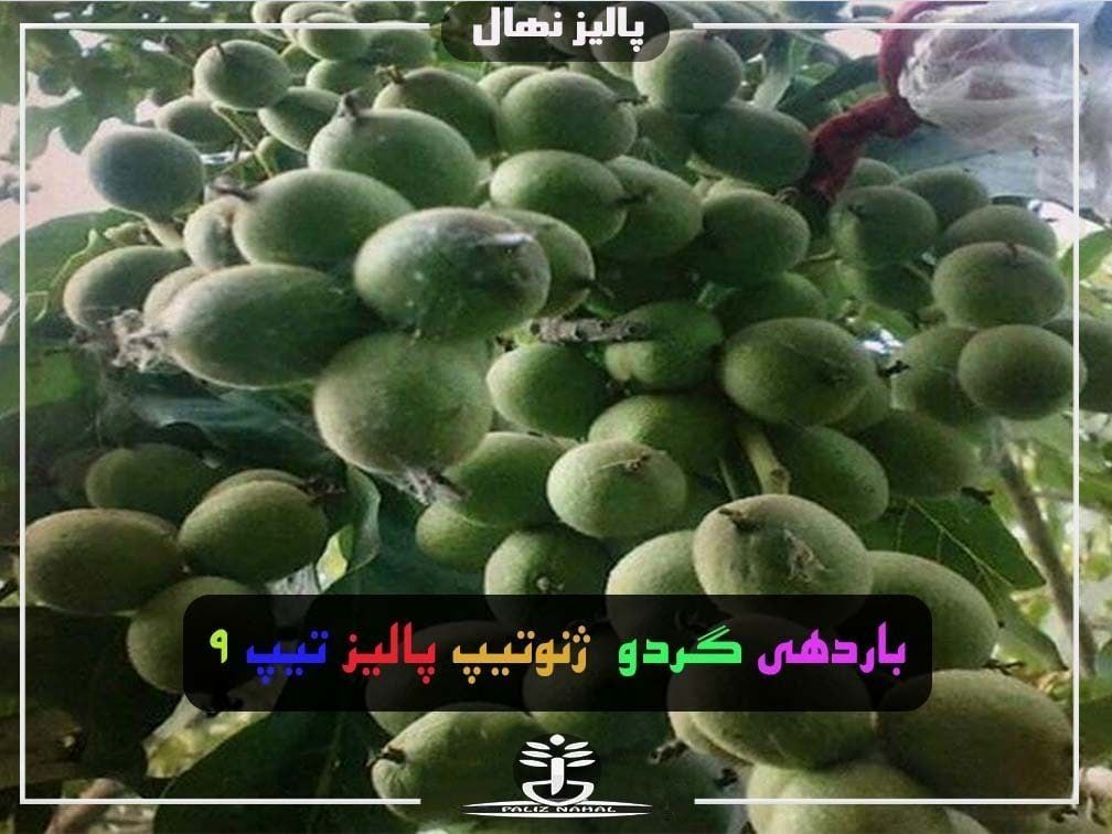 فروش ویژه نهالستان پالیز: نهال گردو ژنوتیپ و فرنور ۰۹۱۴۱۸۳۲۳۹۳