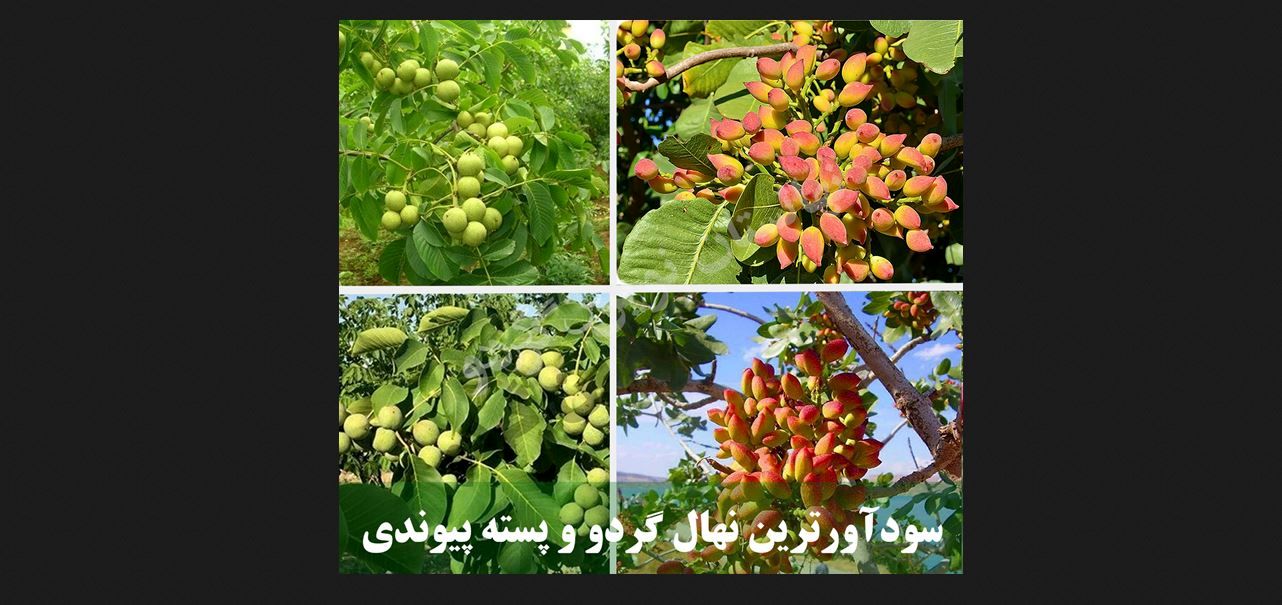 مژده خرید سودآورترین نهال گردو پیوندی ۱۲ تنی و پسته اصلاح شده ۹ تنی در نهالستان مرکزی کرج!