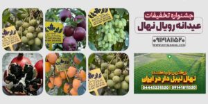 تخفیفات عیدانه رویال نهال برای نهال های گردو و بادام از همین الان تا روز طبیعت …