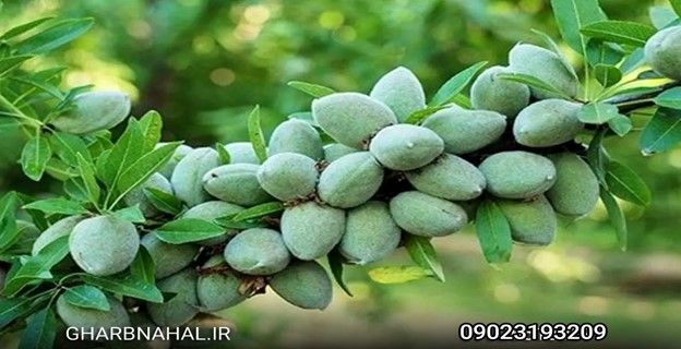 خرید انواع نهال های میوه وبادام دیرگل دوساله فقط ۲۰ هزار تومان ارسال یک روزه به کل ایران