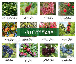 فروش ویژه عیدانه ۱۱۷۰ رقم نهال اصلاح شده و زودبارده + تضمین باردهی و با ارسال یکروزه