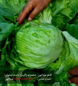 کاهو ایسبرگ و کاهو عبدالهی و کاهو دامنه با کیفیت جهانی
