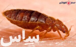 ساس چیست و آموزش سم پاشی ساس تختخواب
