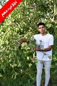 جشنواره فروش ویژه نهال یارانه‌ای با قیمت باورنکردنی ۳۳ هزار تومان
