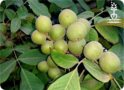 درآمد ۲۰ میلیاردی با احداث باغ گردو ژنوتیپ پالیز تیپ ۱۲