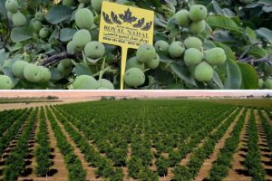 صفر تا صد احداث باغ گردو | طراحی، کاشت و فروش نهال گردو با ضمانت کیفیت توسط مجموعه تخصصی رویال نهال صفر تا صد احداث باغ گردو | طراحی، کاشت و فروش نهال گردو با ضمانت کیفیت توسط مجموعه تخصصی رویال نهال