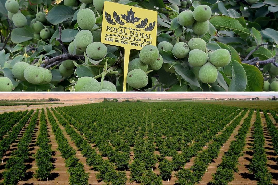 صفر تا صد احداث باغ گردو | طراحی، کاشت و فروش نهال گردو با ضمانت کیفیت توسط مجموعه تخصصی رویال نهال صفر تا صد احداث باغ گردو | طراحی، کاشت و فروش نهال گردو با ضمانت کیفیت توسط مجموعه تخصصی رویال نهال