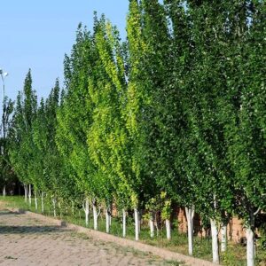 تولید ۵ میلیون نهال صنوبر در نهالستان غرب نهال