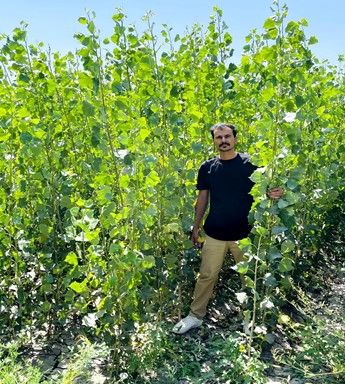 خرید نهال یارانه ای صنوبر یک ساله و ۲ساله فقط با قیمت استثنایی ۵هزار تومان و ۱۵هزار تومان