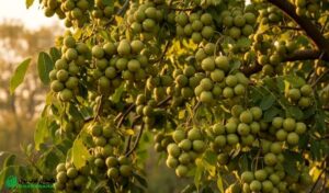 داستان واقعی موفقیت یک کشاورز؛ فقط با ۳۰ نهال گردو