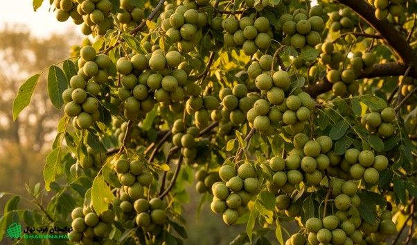 داستان واقعی موفقیت یک کشاورز؛ فقط با ۳۰ نهال گردو