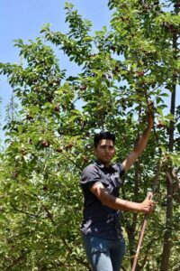 عرضه پنج میلیون اصله نهال یارانه ای به باغداران و کشاورزانی که زمین خالی دارند