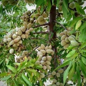 فرصت طلایی احداث باغ بادام در فصل پاییز را از دست ندهید