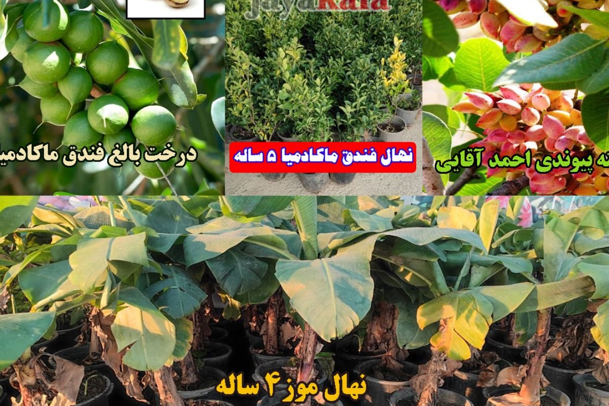فروش نهال با قیمت پارسال و ۱۰ نهال جایزه به ازای خرید ۱۰۰ نهال