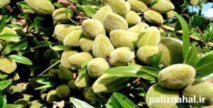 نهال بادام دیم مناسب مناطق سردسیری را بشناسید نهال بادام دیم مناسب مناطق سردسیری را بشناسید