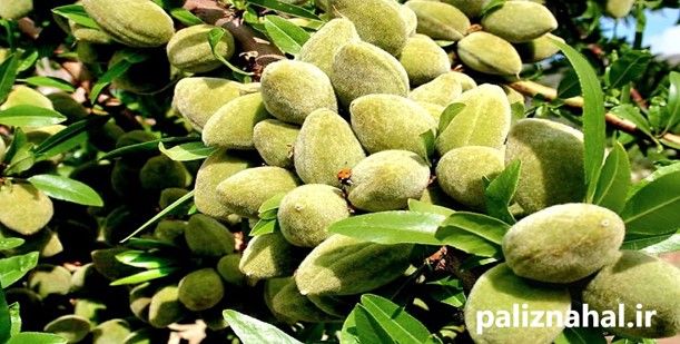 نهال بادام دیم مناسب مناطق سردسیری را بشناسید نهال بادام دیم مناسب مناطق سردسیری را بشناسید