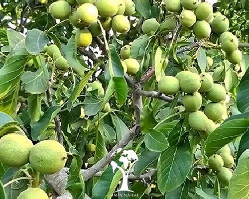 نهال گردویی که رکورد باردهی را شکست | خرید بهترین نهال گردو پرمحصول در ایران