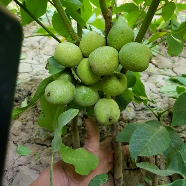 چرا برای میلیاردر شدن از باغداری، باید گردو ژنوتیپ رویال را انتخاب کرد؟؟؟