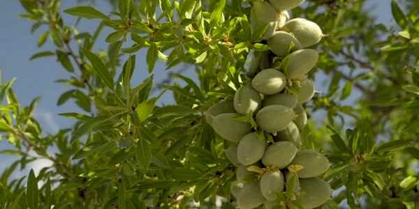 چگونه با خرید و کاشت نهال بادام در کوتاه‌ترین زمان به درآمد برسیم