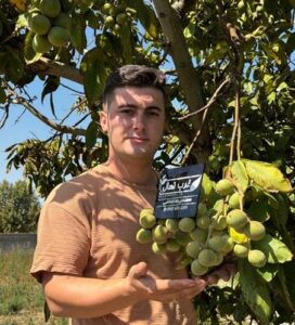 برداشت ۸ تن گردو کاغذی در هکتار با کاشت نهال گردو پیوندی