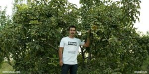 جهشی بزرگ در توسعه صنعت باغداری با نهال گردو ژنوتیپ