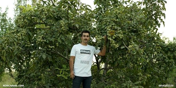 جهشی بزرگ در توسعه صنعت باغداری با نهال گردو ژنوتیپ