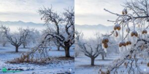 چه زمانی کاشت گردو باعث کاهش ریسک سرمازدگی می‌شود؟