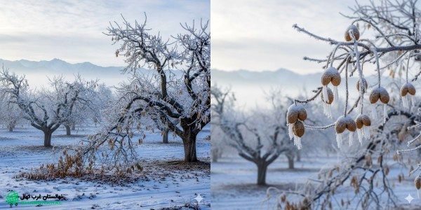 چه زمانی کاشت گردو باعث کاهش ریسک سرمازدگی می‌شود؟