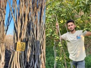 آخرین فرصت فروش تخفیفی نهال میوه فقط ۳۷ هزارتومان