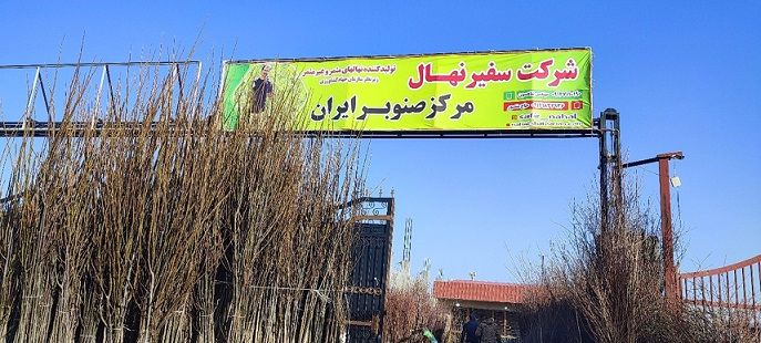 آغاز جشنواره فروش نهال یارانه ای، نهال صنوبر نیگرا از ۶ هزارتومان و انواع نهال میوه مقاوم به کم آبی فقط ۳۸ هزارتومان!