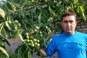 آغاز فروش انواع نهال گردو پیوندی و اصلاح‌شده با ظرفیت محدود و قیمت مناسب؛ فرصتی طلایی برای احداث باغ پربازده