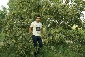 رکورد شکنی باردهی توسط گردو رویال با تولید ۸ تن بار خشک در هکتار