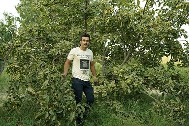 رکورد شکنی باردهی توسط گردو رویال با تولید ۸ تن بار خشک در هکتار