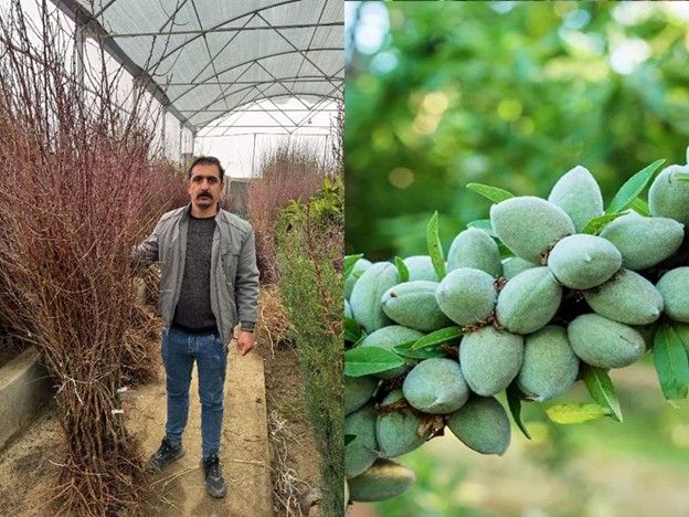 فروش انواع نهال بادام برای هر اقلیمی، از مناطق گرمسیر تا سردسیر