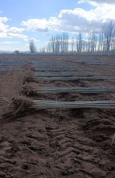 فروش نهال صنوبر فقط ۸ هزار تومان – طرح حمایتی ویژه جهاد کشاورزی با همکاری نهالستان شاه نهال