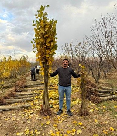 فروش ۱ میلیون اصله نهال صنوبر یارانه ای فقط ۱۰ هزارتومان-فرصت محدود!